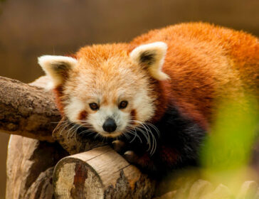 Week-end Zoo de Beauval
