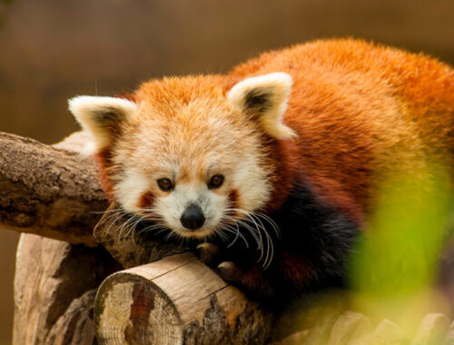 Week-end Zoo de Beauval